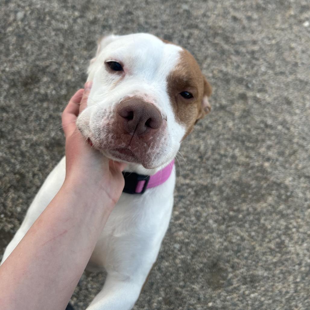 Enlarge Lulu, a Adoptable mixed breed in Detroit Lakes, MN image 6/6