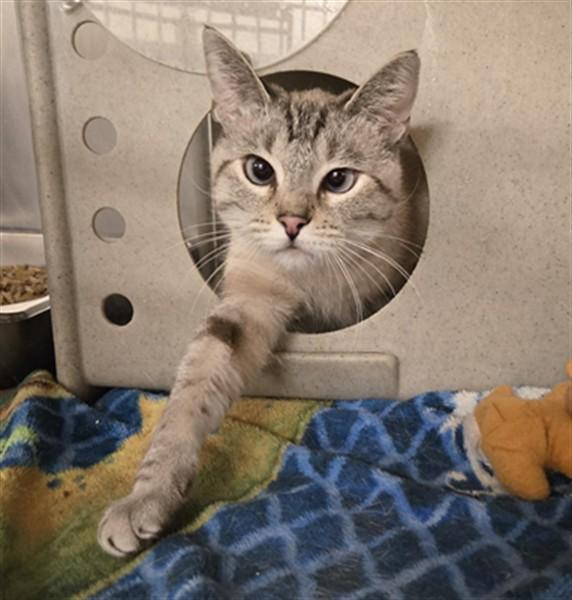 BRENDA, Adoptable, Young Female Domestic Short Hair.