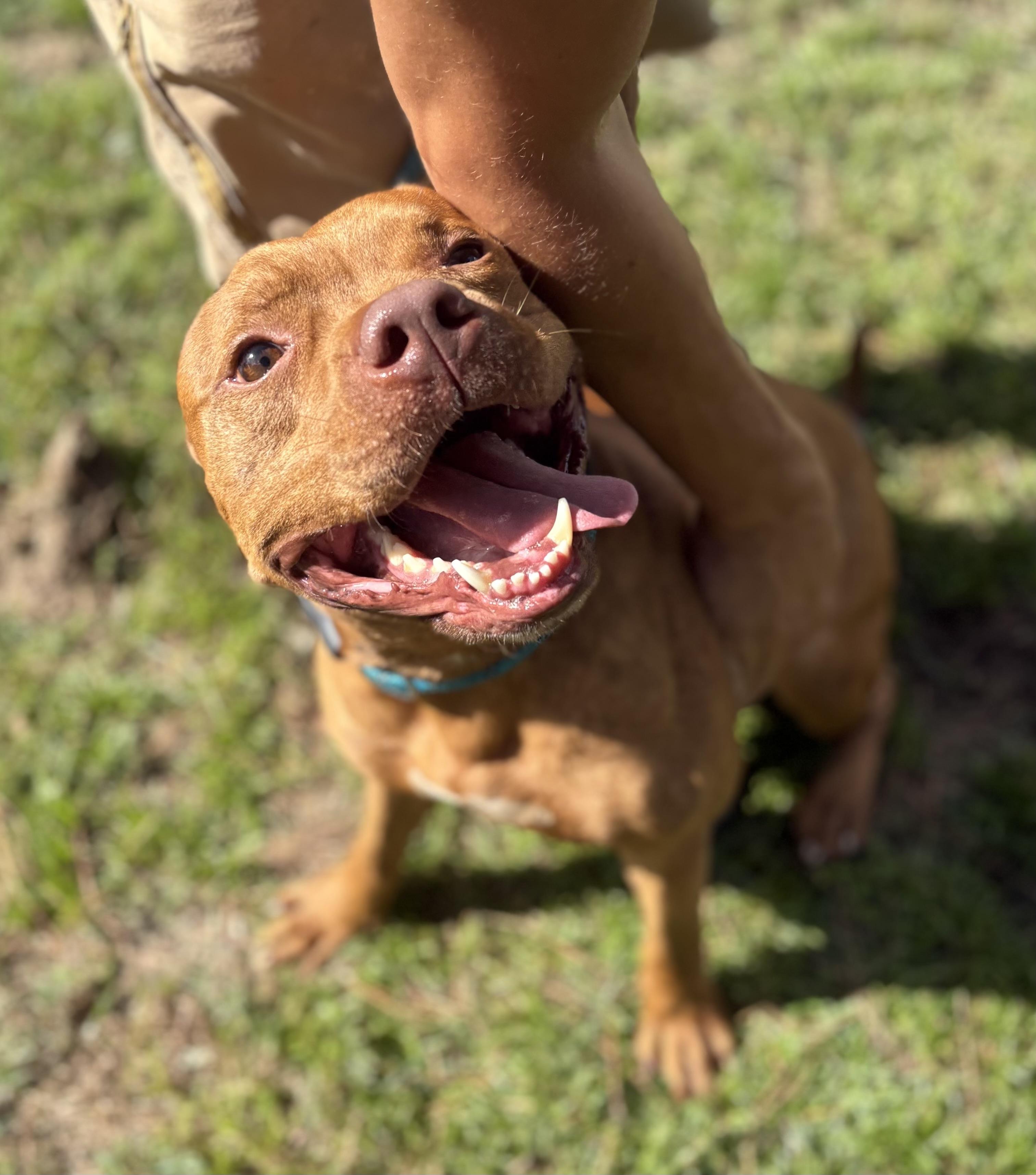 Enlarge Coffee, a Adoptable Mixed Breed in Georgetown, SC image 3/4