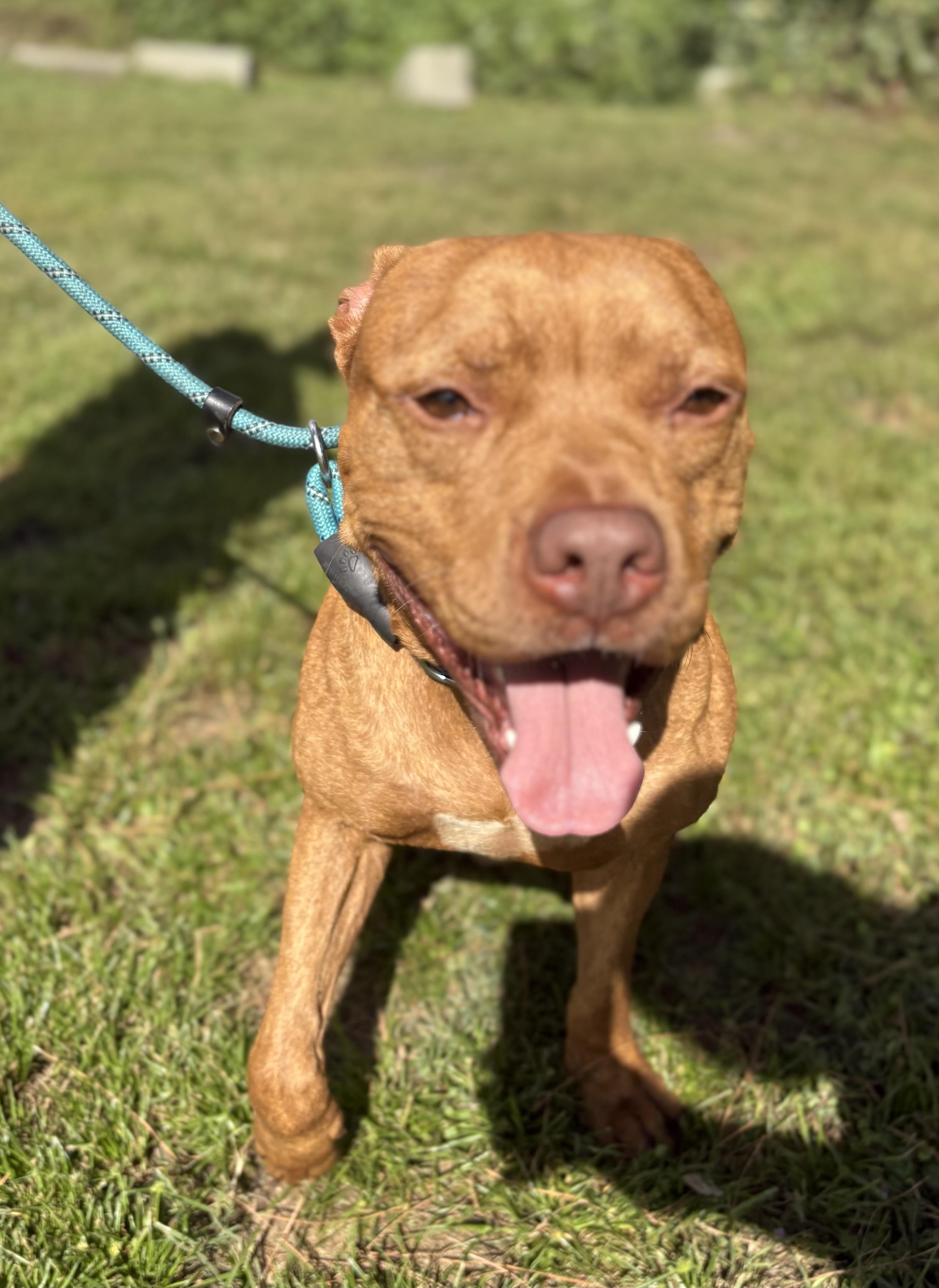 Coffee, Adoptable, Young Male Mixed Breed.