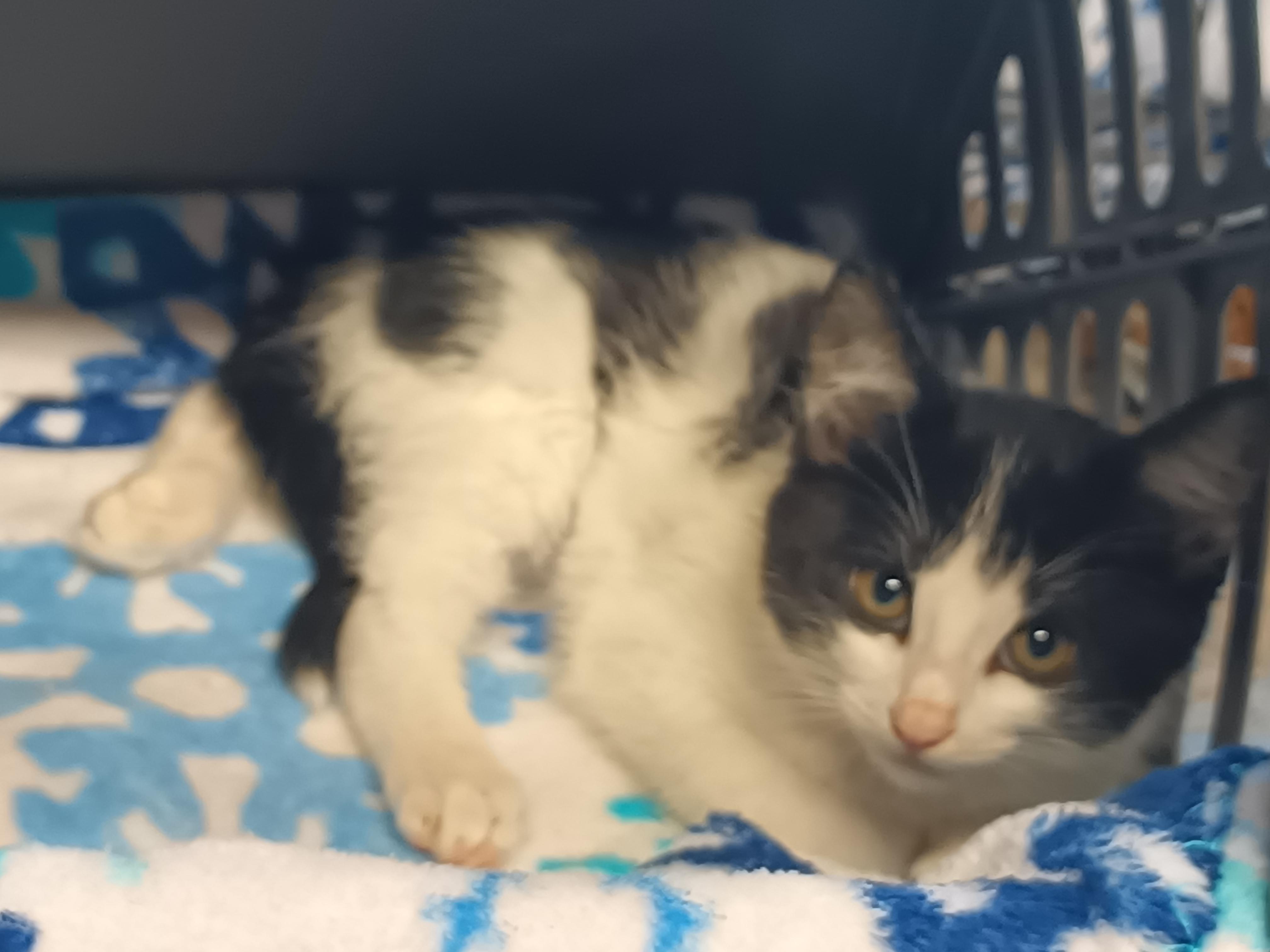 Enlarge Carrie, a Adopted American Shorthair in Choctaw, OK image 1/1