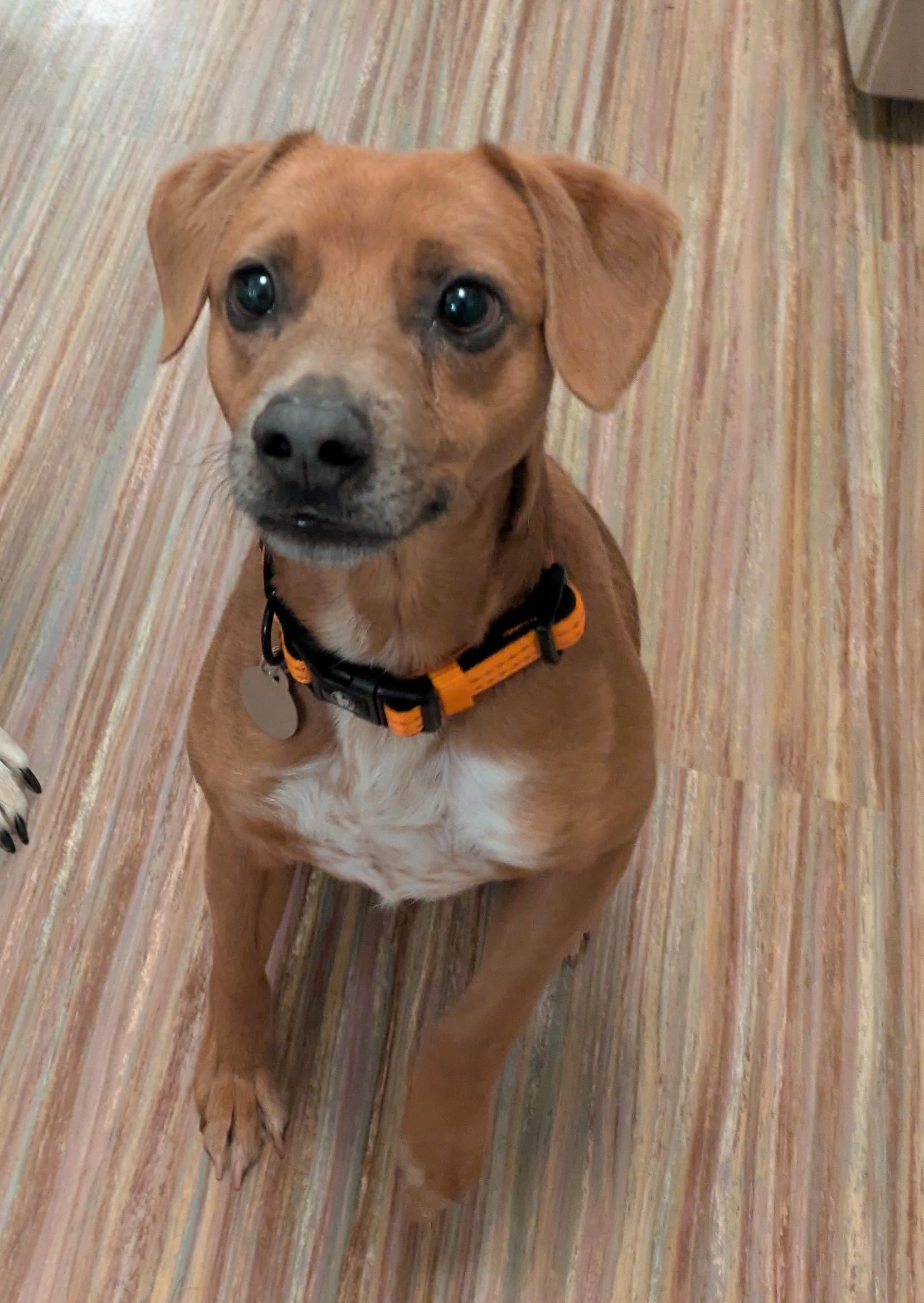 Enlarge Buddy, a Adoptable mixed breed in Paw Paw, MI image 1/3