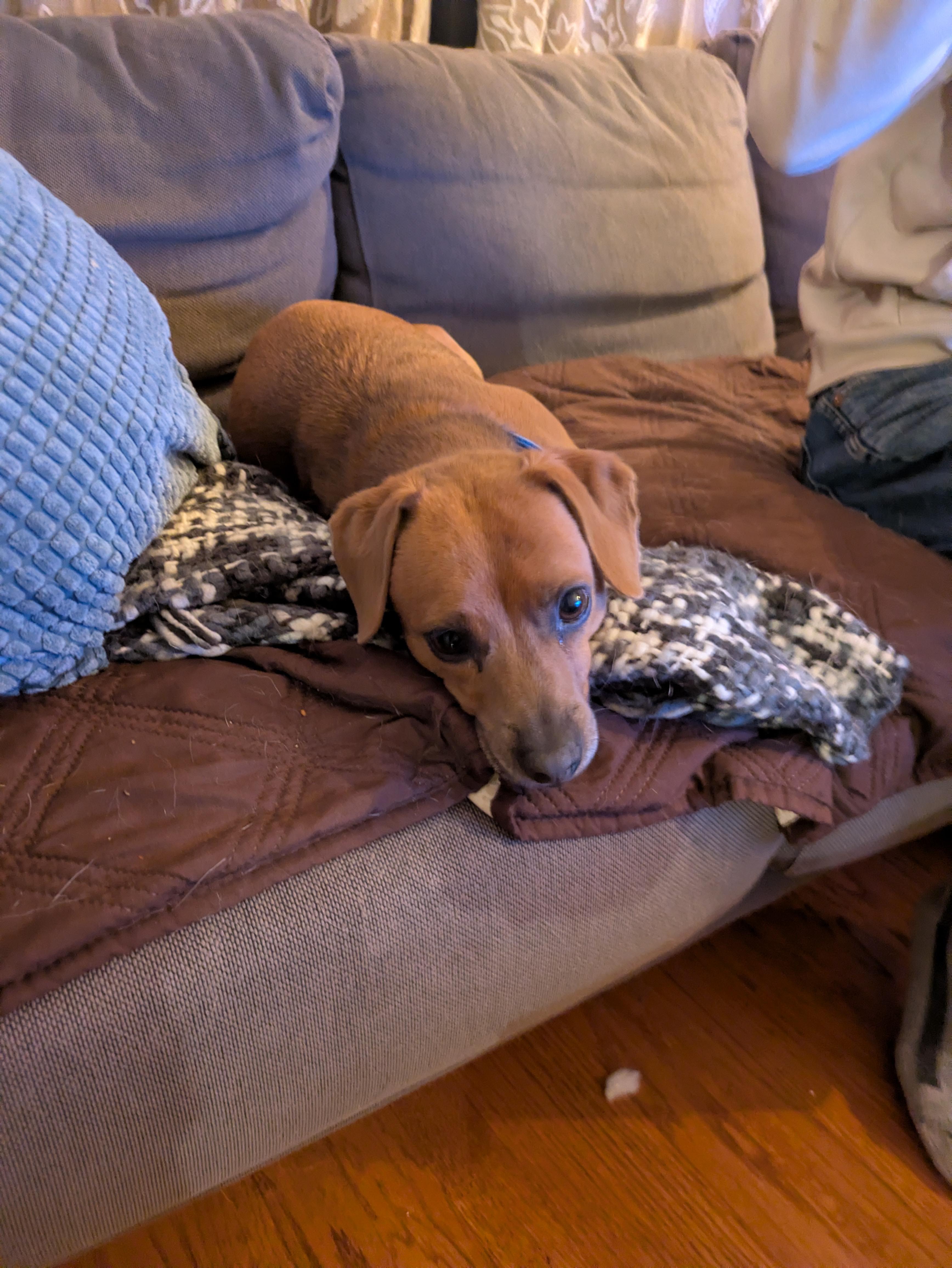 Enlarge Buddy, a Adoptable mixed breed in Paw Paw, MI image 3/3