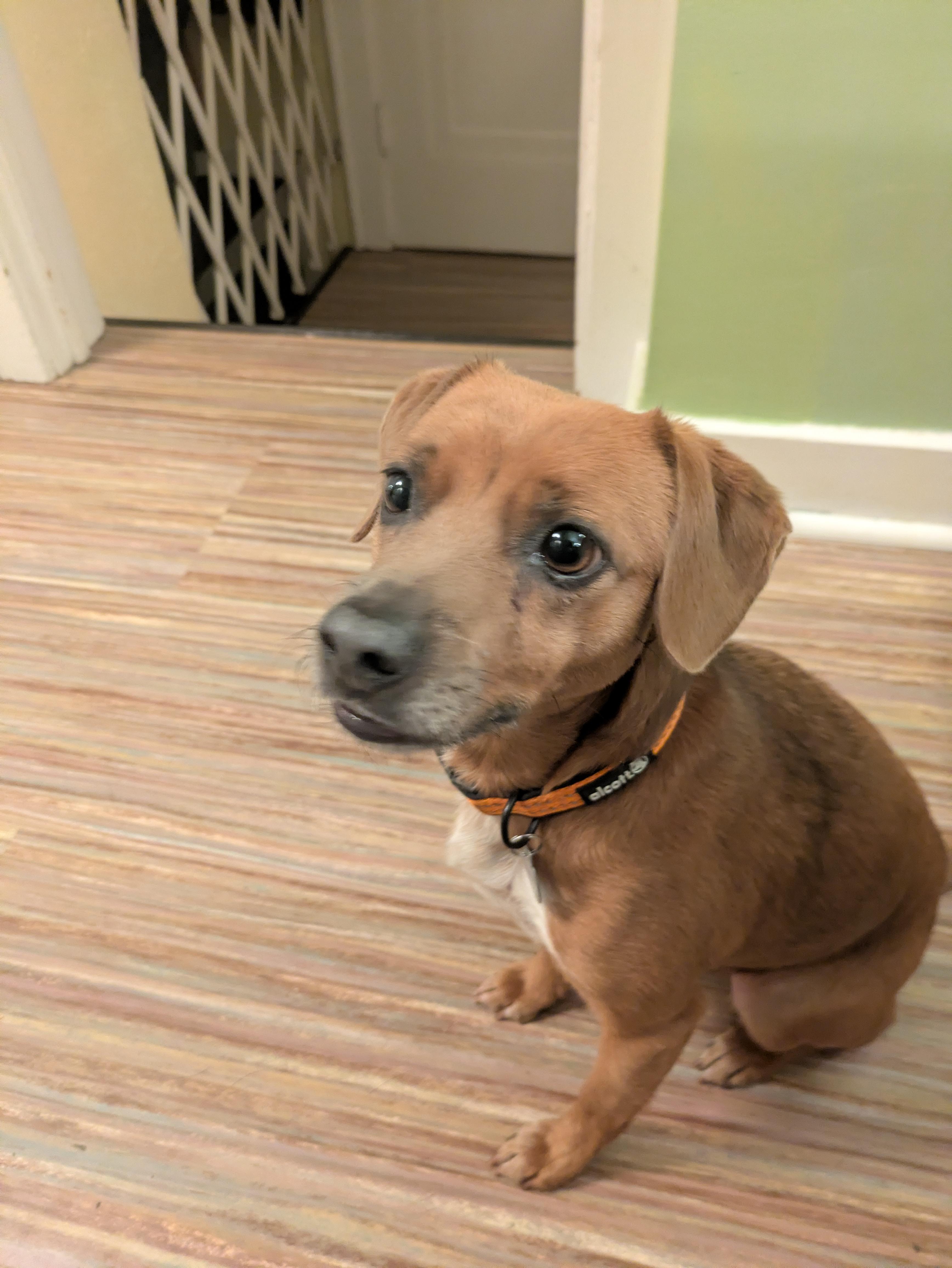 Buddy, Adoptable, Adult Male Dachshund.