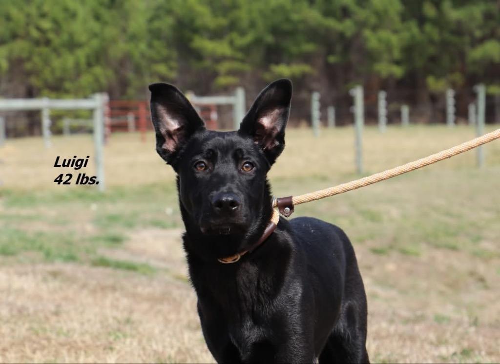Luigi, Adoptable, Young Male Mixed Breed.