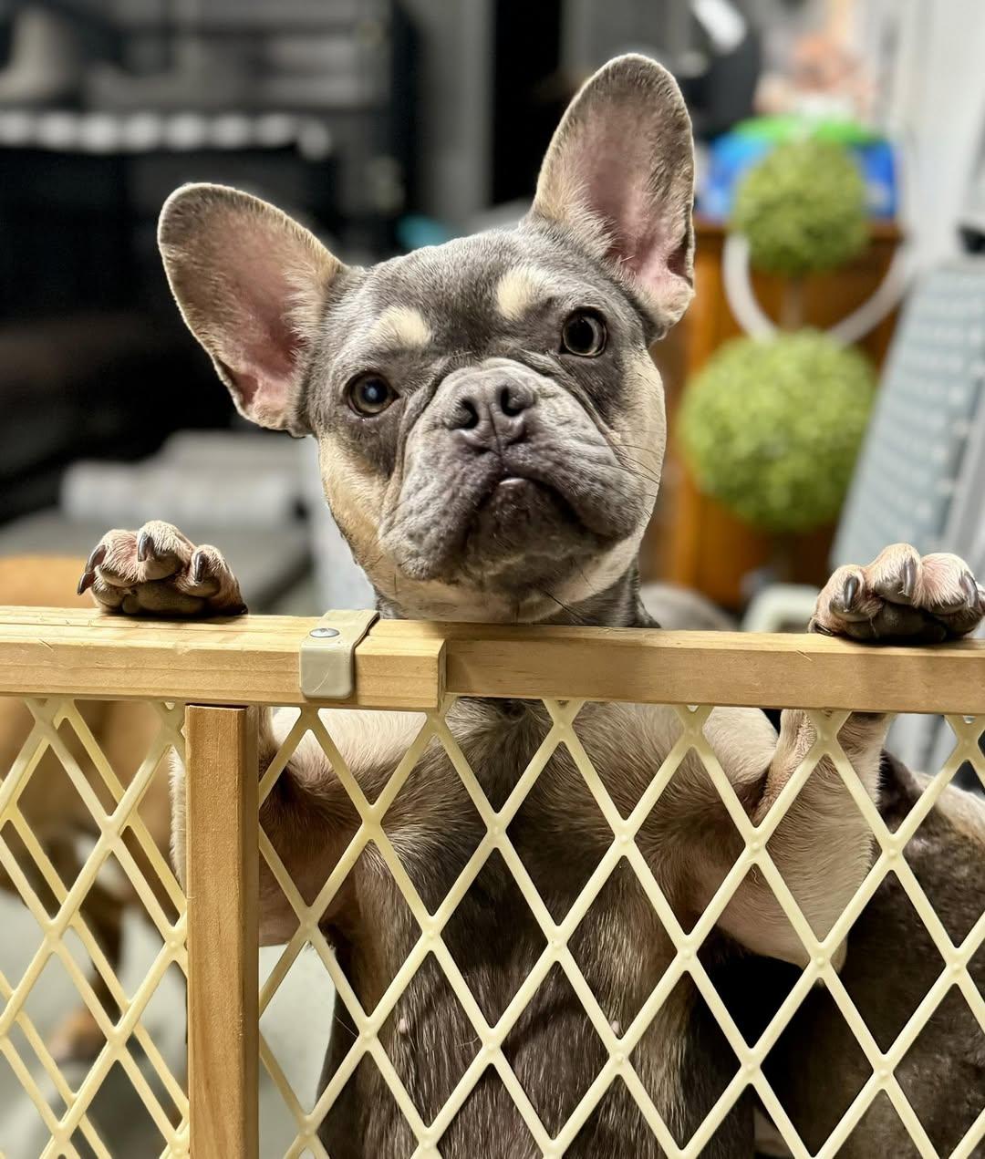 Enlarge Star, a Adopted French Bulldog in Palm City, FL image 1/3