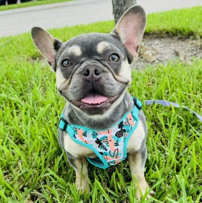 Enlarge Star, a Adopted French Bulldog in Palm City, FL image 2/3
