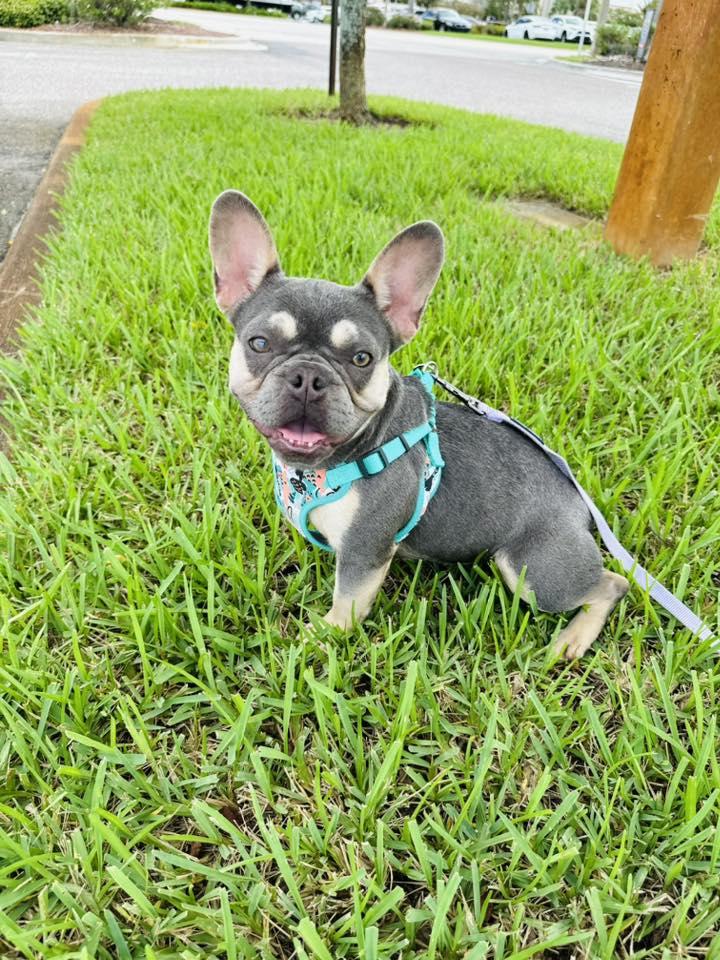 Enlarge Star, a Adopted French Bulldog in Palm City, FL image 3/3