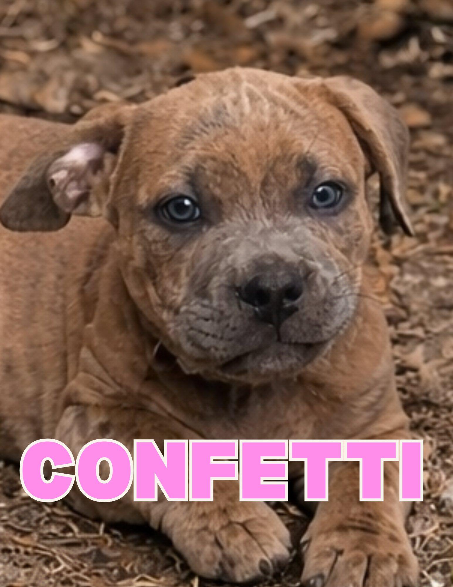 Enlarge Confetti, a ADOPTABLE mixed breed in Shalimar, FL image 1/1