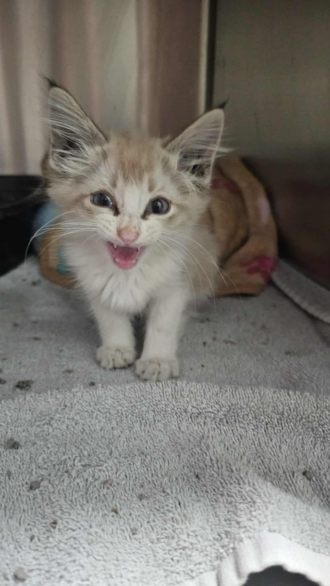 ChumBucket, Adoptable, Young Male American Shorthair.