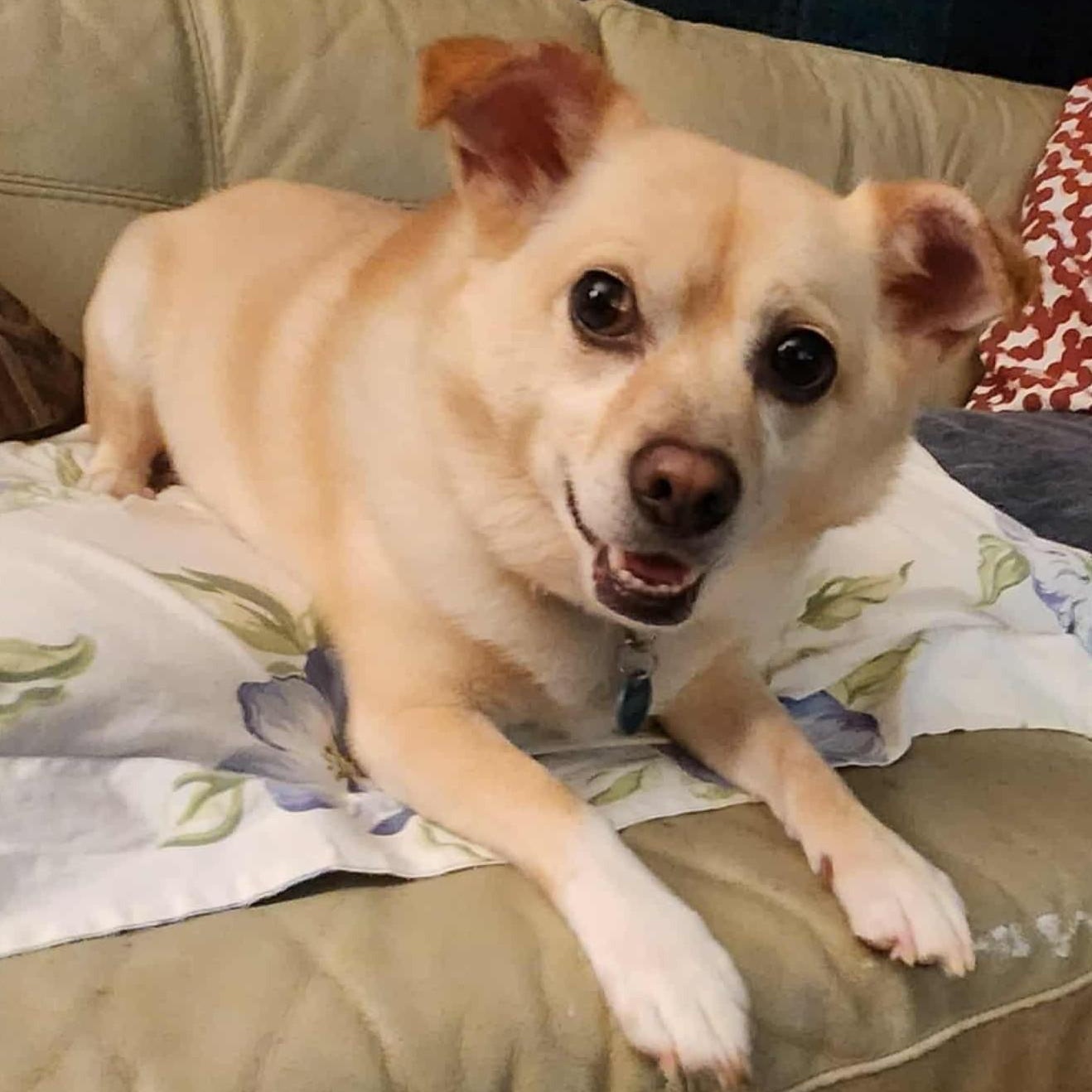 Milo, Adoptable, Adult Male Shiba Inu.