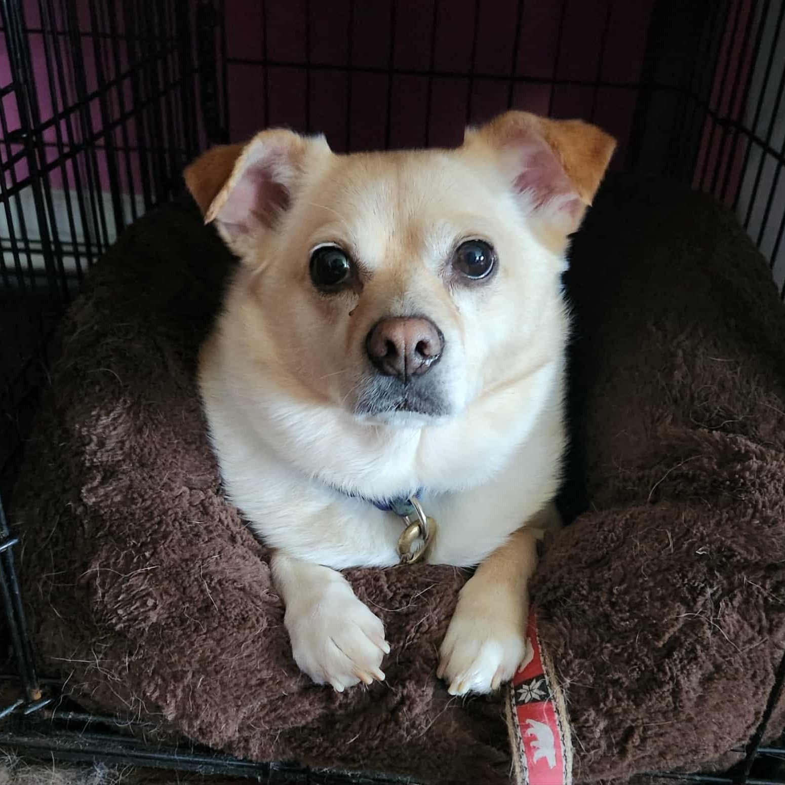 Enlarge Milo, a Adoptable mixed breed in Cherry Hill, NJ image 2/6