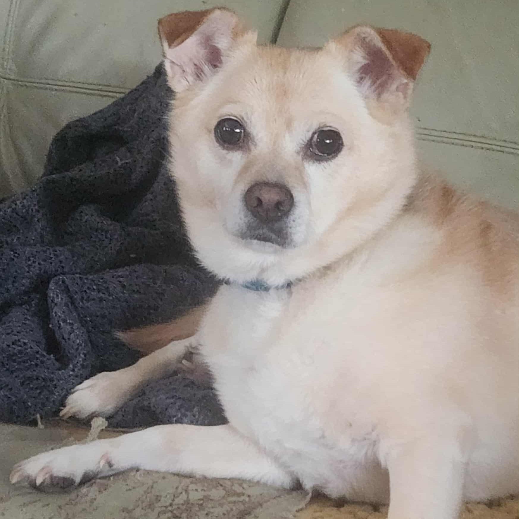 Enlarge Milo, a Adoptable mixed breed in Cherry Hill, NJ image 3/6