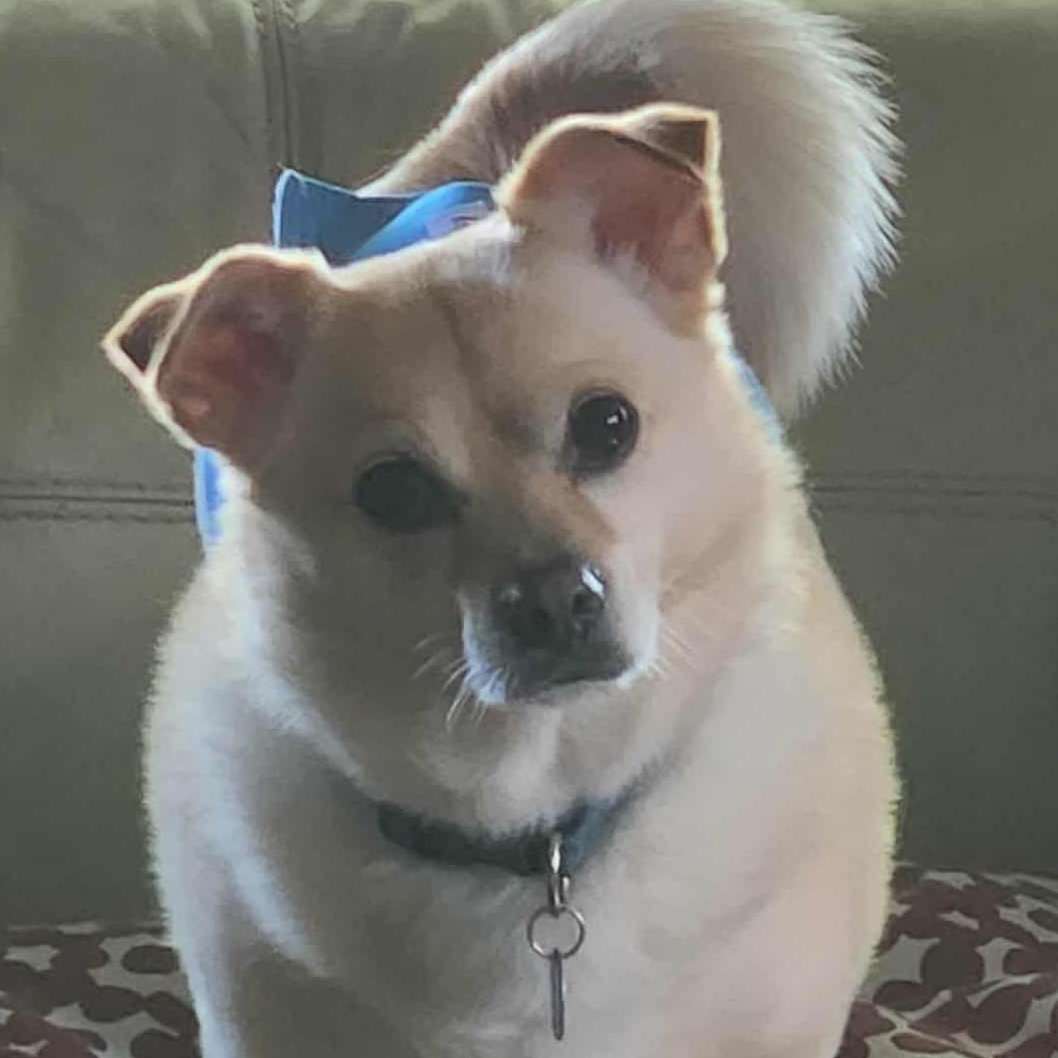 Enlarge Milo, a Adoptable mixed breed in Cherry Hill, NJ image 4/6