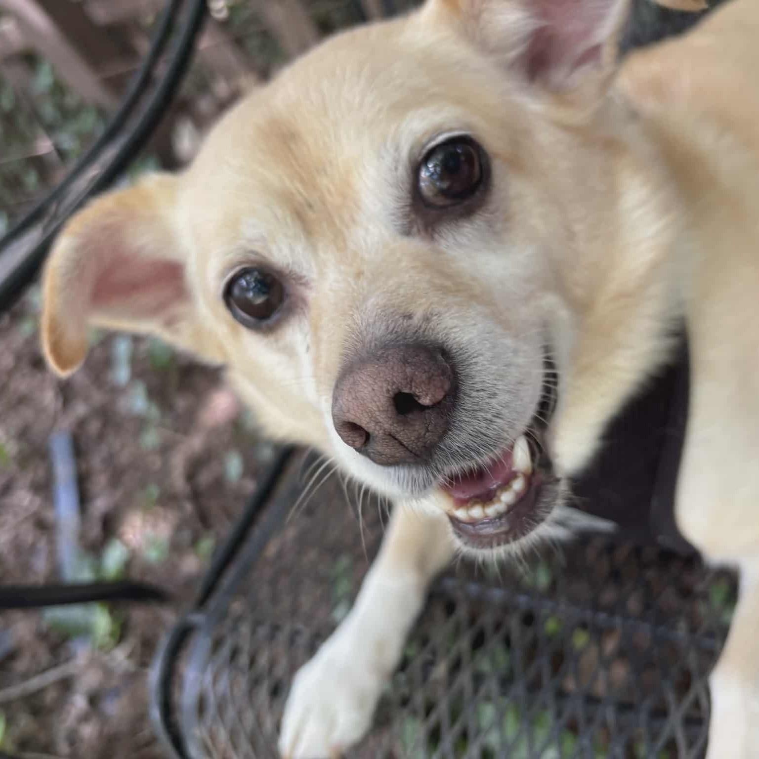 Enlarge Milo, a Adoptable mixed breed in Cherry Hill, NJ image 5/6