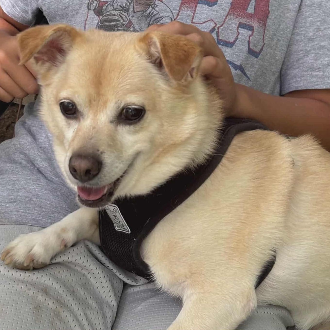 Enlarge Milo, a Adoptable mixed breed in Cherry Hill, NJ image 6/6