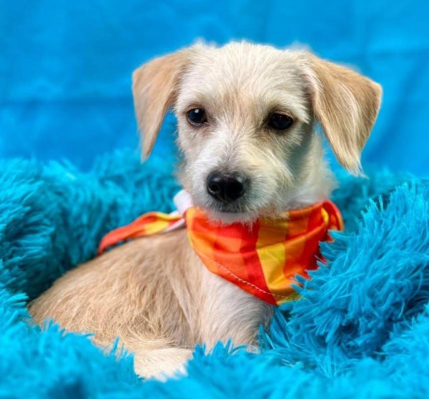 Mabel - Given away for free at a flea market - but she's over it! Next!