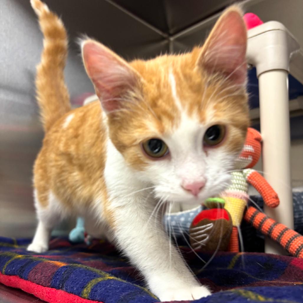 Enlarge Hop, a Adoptable Domestic Short Hair in Detroit Lakes, MN image 1/4
