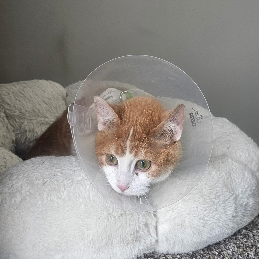 Enlarge Hop, a Adoptable Domestic Short Hair in Detroit Lakes, MN image 2/4