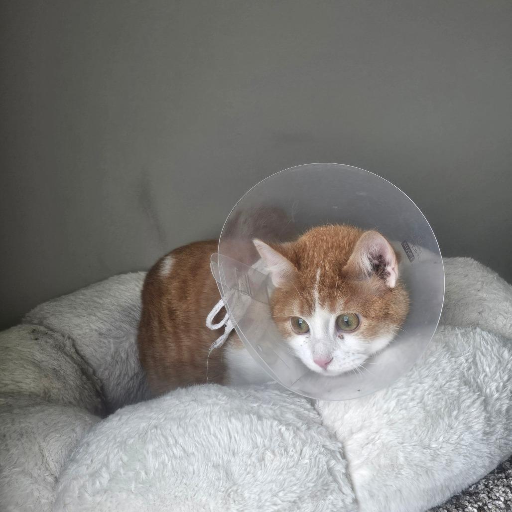 Enlarge Hop, a Adoptable Domestic Short Hair in Detroit Lakes, MN image 3/4