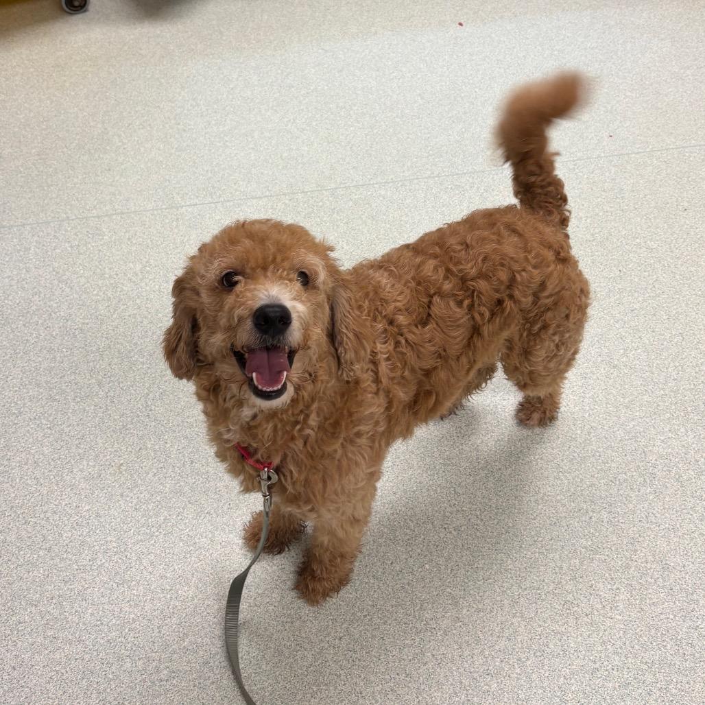 Kingston, Adoptable, Adult Male Poodle & Mixed Breed.