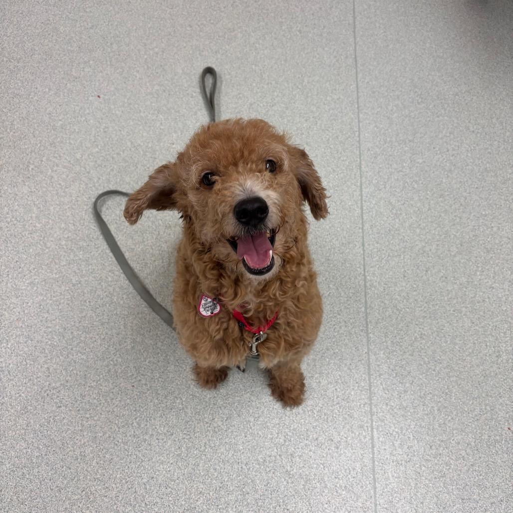 Enlarge Kingston, a Adoptable mixed breed in Springfield, MA image 2/2