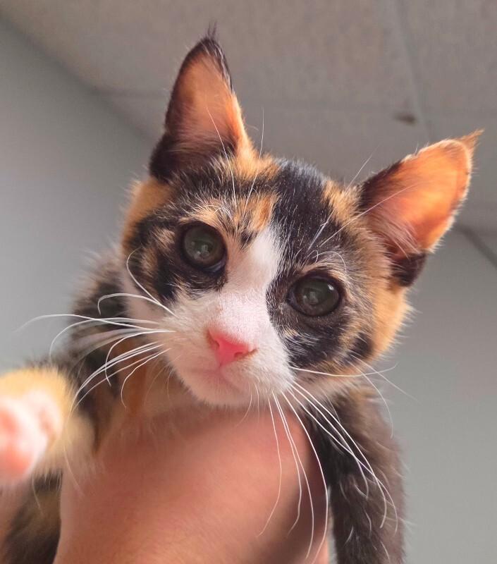 Freya — thumbnail 2