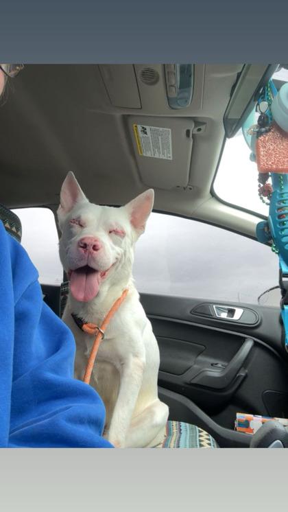Bob Ross, Adoptable, Adult Male Mixed Breed & Mixed Breed.