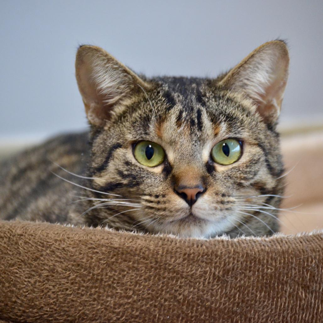 Cucumber, Adoptable, Adult Female Domestic Short Hair.