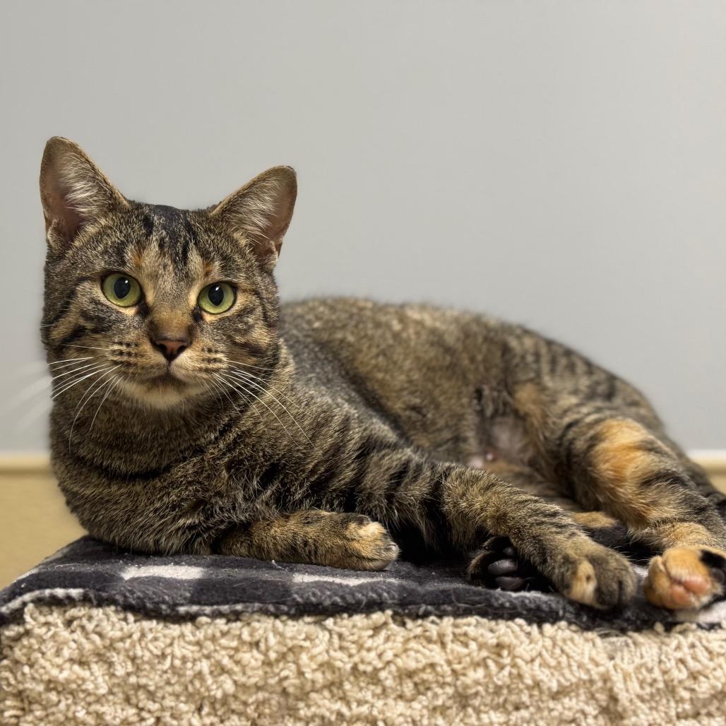 Cucumber, a Adoptable Domestic Short Hair in Saskatoon, SK image 2/2