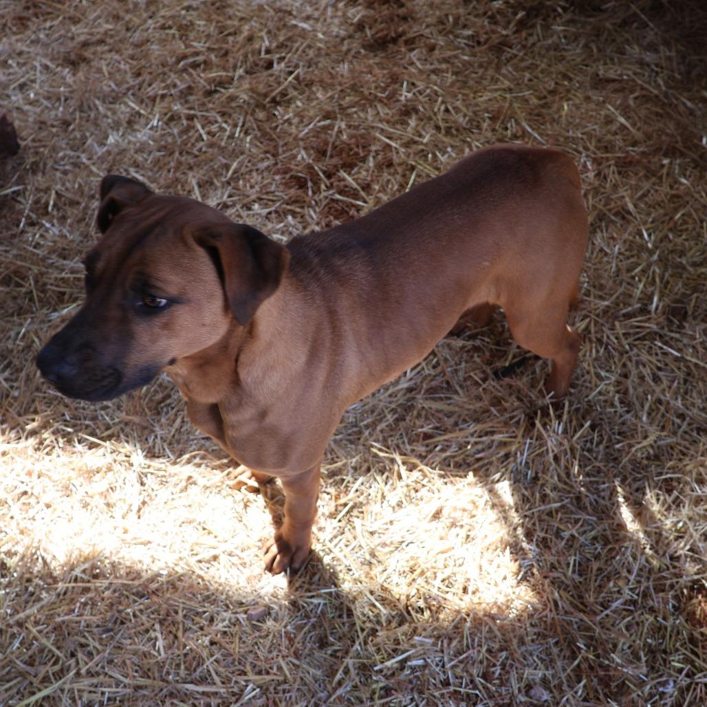 Enlarge Livia, a Adoptable mixed breed in Delta, AL image 1/3