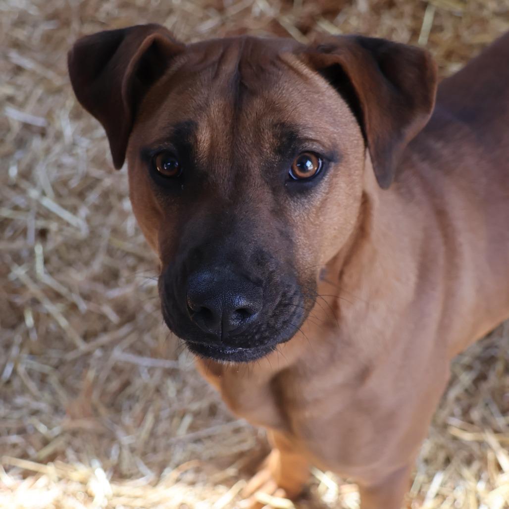 Enlarge Livia, a Adoptable mixed breed in Delta, AL image 2/3