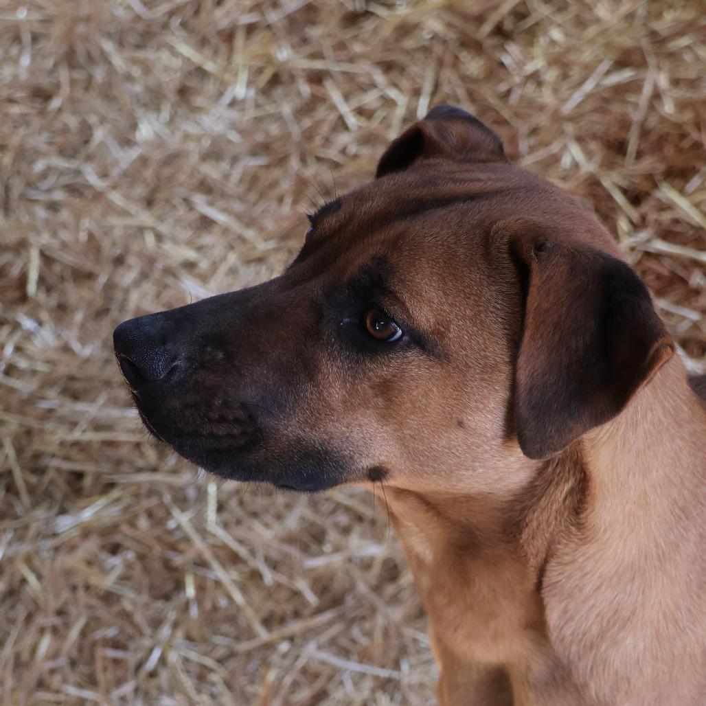 Enlarge Livia, a Adoptable mixed breed in Delta, AL image 3/3