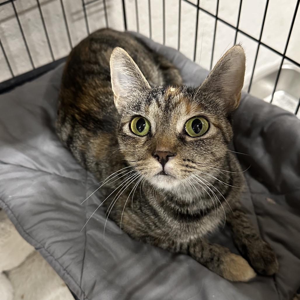 Autumn, Adoptable, Adult Female Domestic Short Hair.