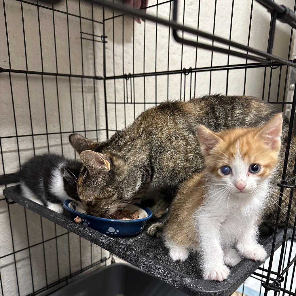 Enlarge Autumn, a Adoptable Domestic Short Hair in Middleburg Heights , OH image 2/6