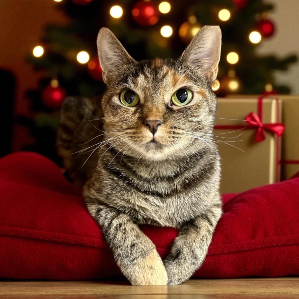 Enlarge Autumn, a Adoptable Domestic Short Hair in Middleburg Heights , OH image 4/6