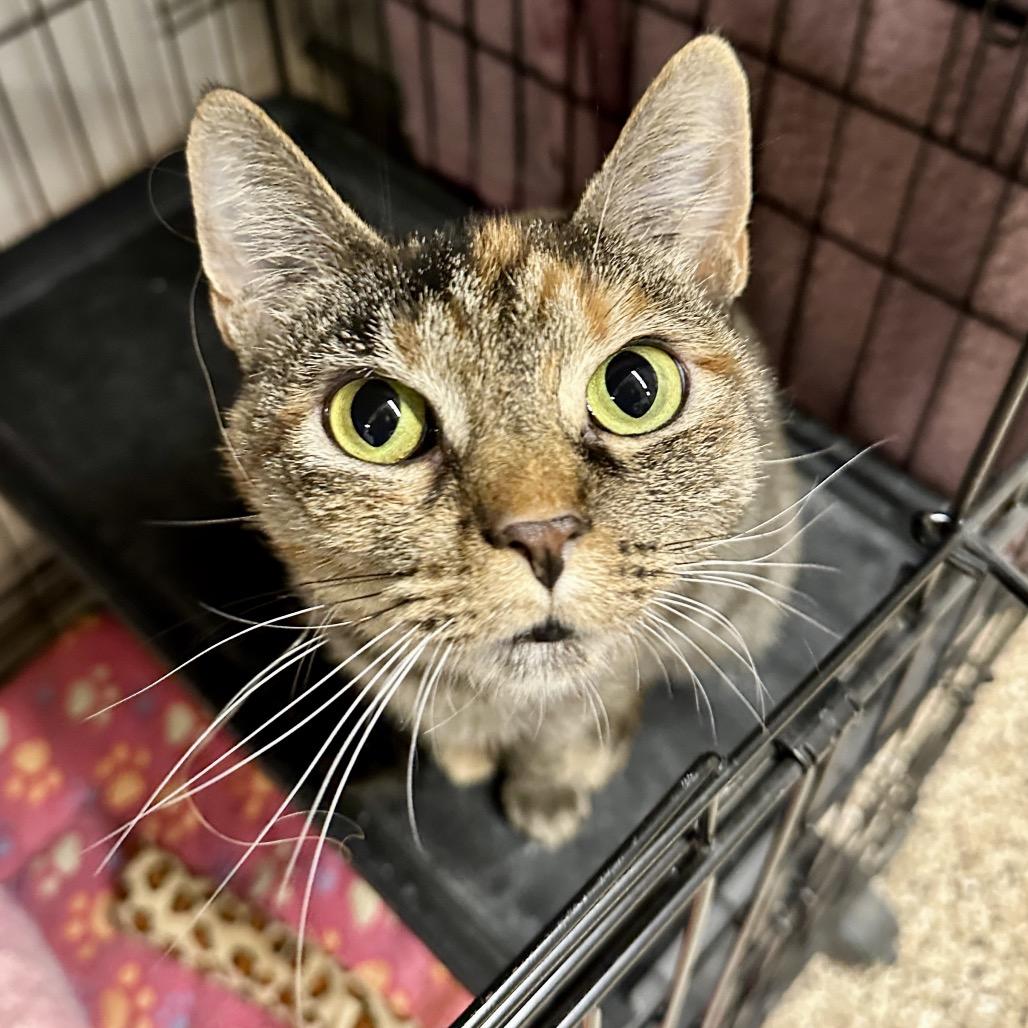 Enlarge Autumn, a Adoptable Domestic Short Hair in Middleburg Heights , OH image 5/6