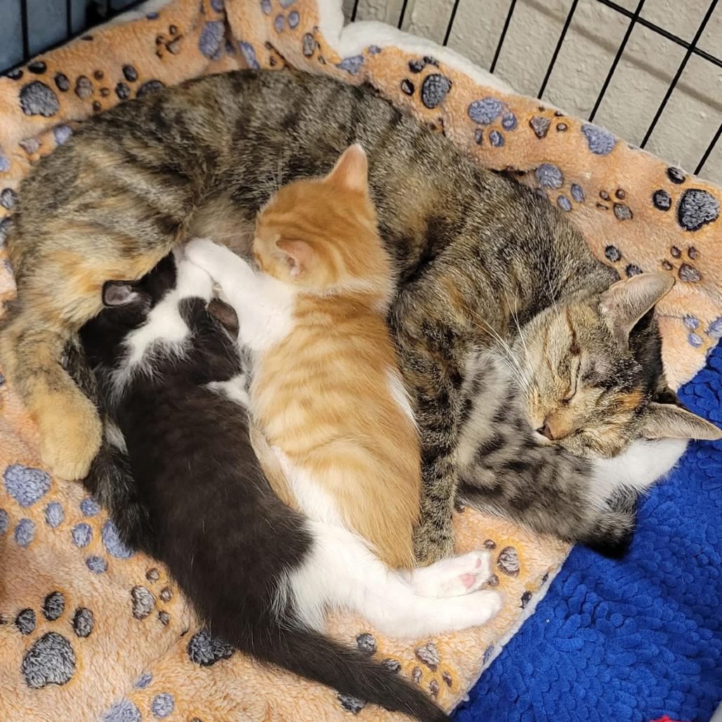 Enlarge Autumn, a Adoptable Domestic Short Hair in Middleburg Heights , OH image 6/6