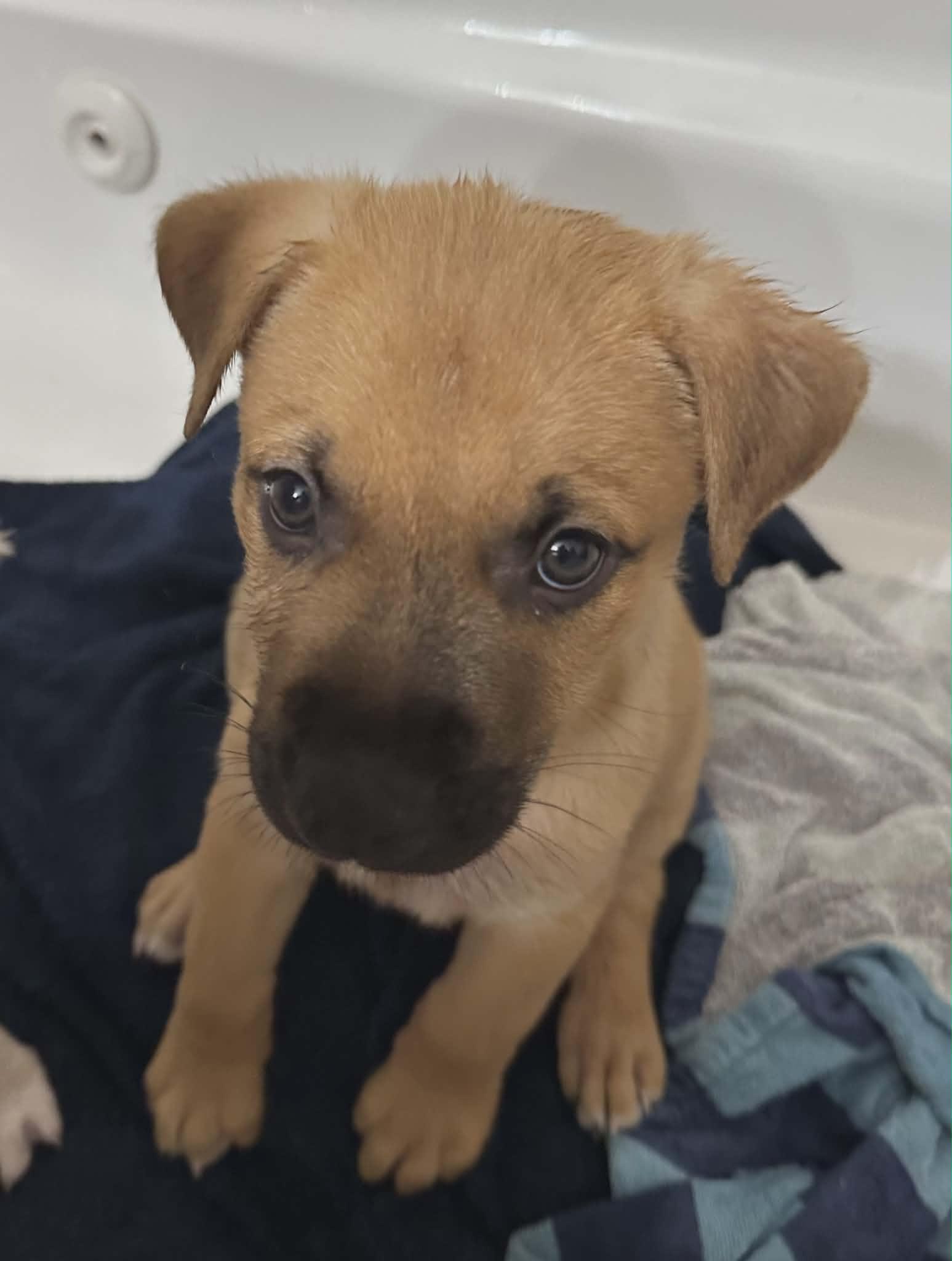Toffee, Adoptable, Puppy Male Labrador Retriever.