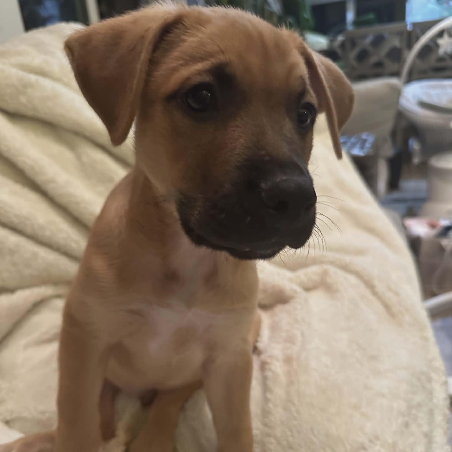 Toffee, Adoptable, Puppy Male Labrador Retriever.
