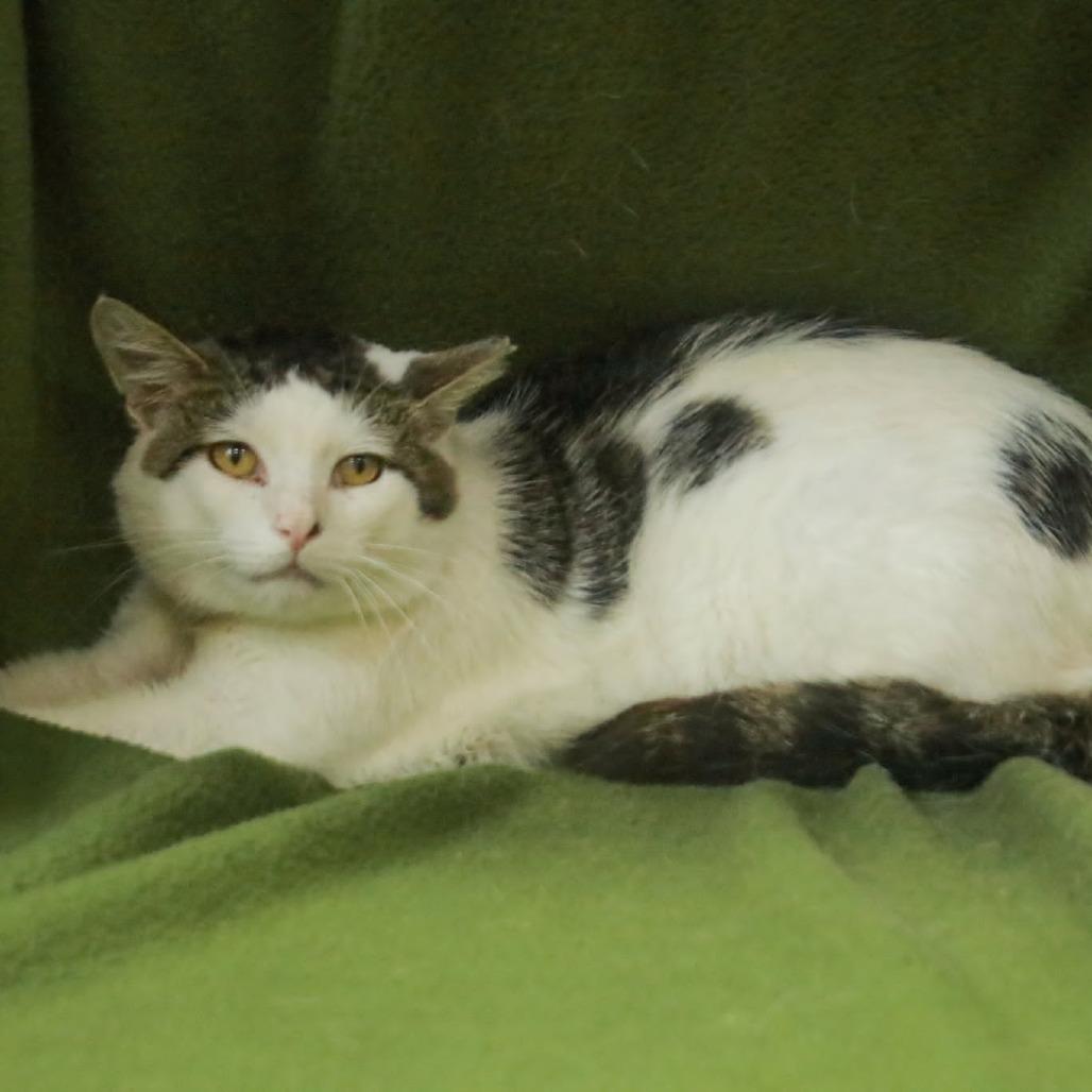 Enlarge Flash, a Adoptable Domestic Short Hair in Madisonville, KY image 2/2