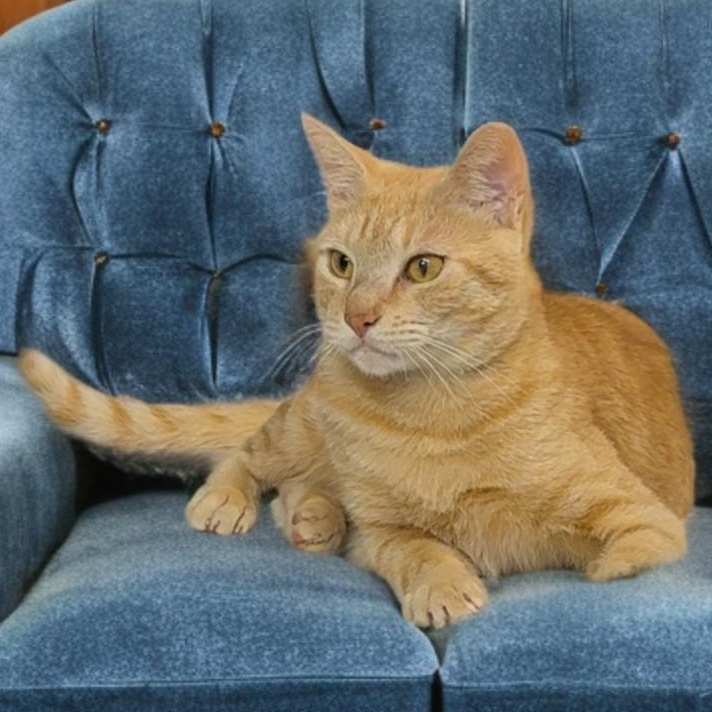 Luce — thumbnail 6