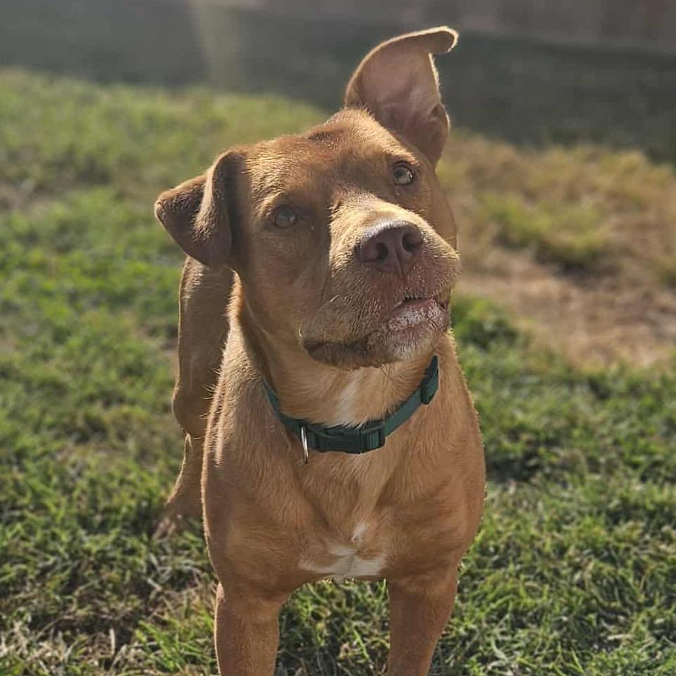 Enlarge Teddy, a Adopted mixed breed in Jeffersonville, IN image 2/5