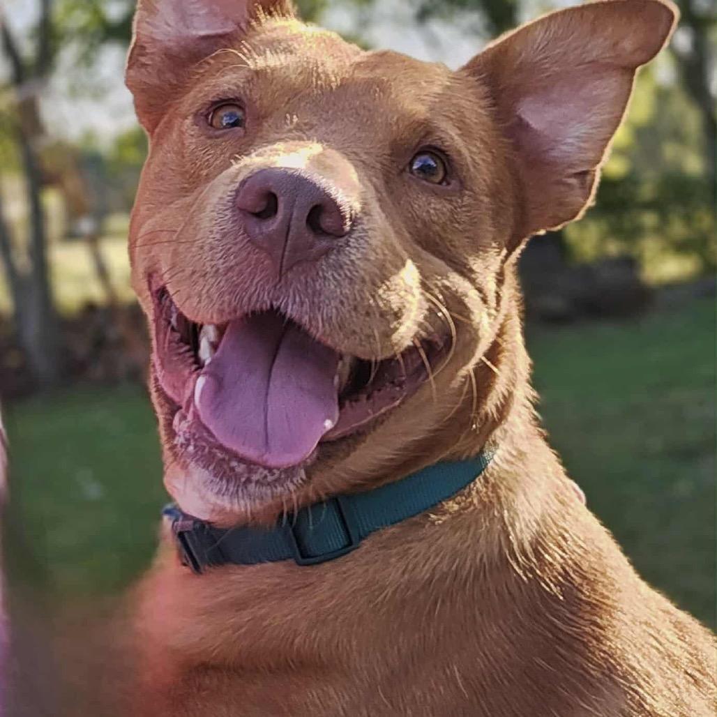 Enlarge Teddy, a Adopted mixed breed in Jeffersonville, IN image 1/5