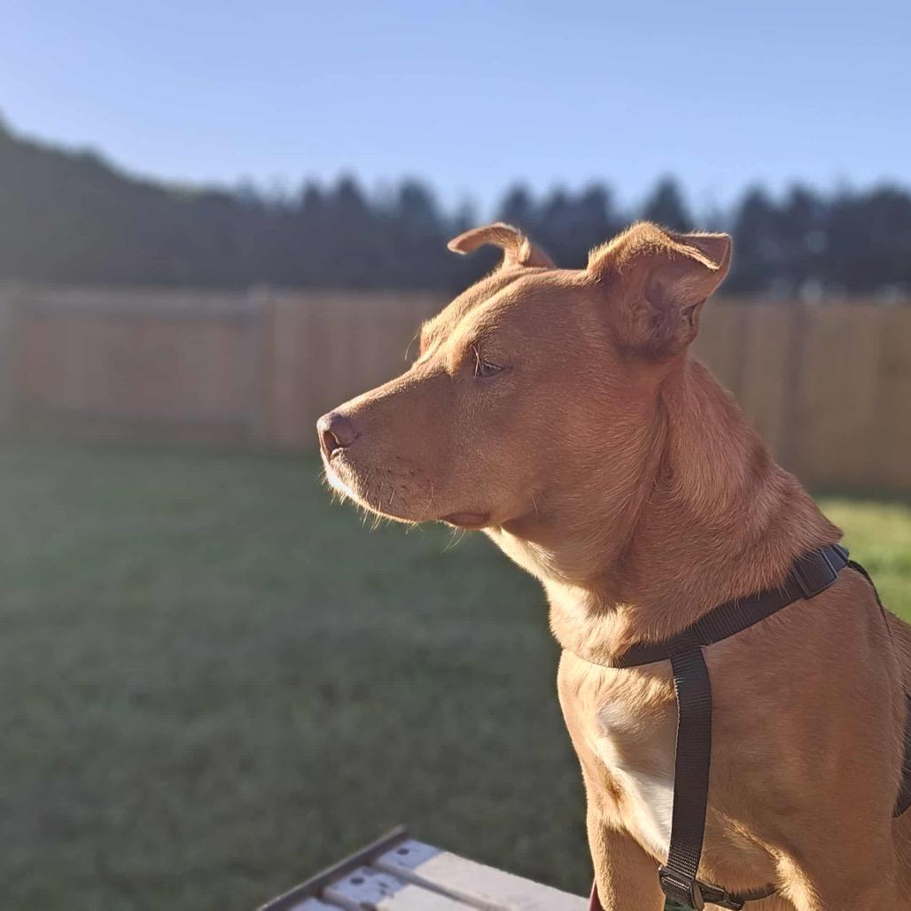 Enlarge Teddy, a Adopted mixed breed in Jeffersonville, IN image 4/5