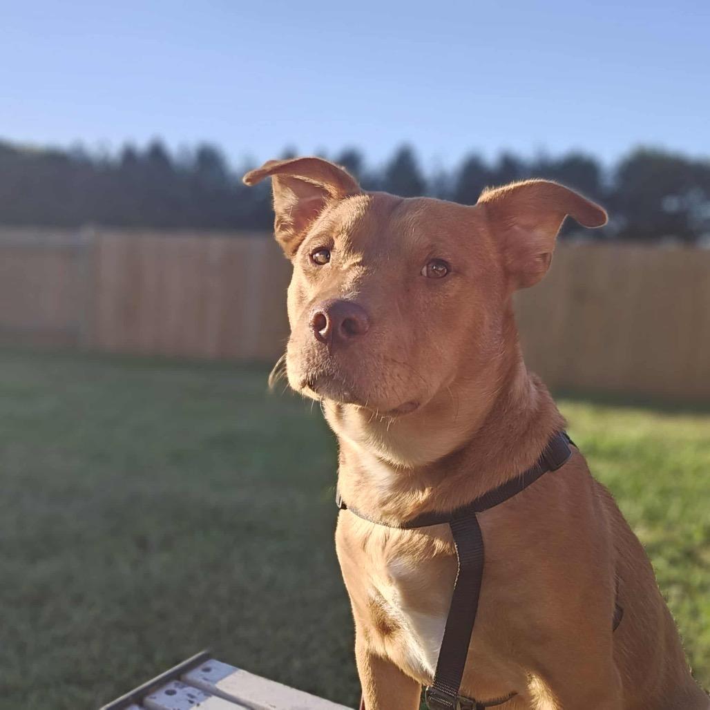 Teddy, Adopted, Adult Male Pit Bull Terrier & Mixed Breed.