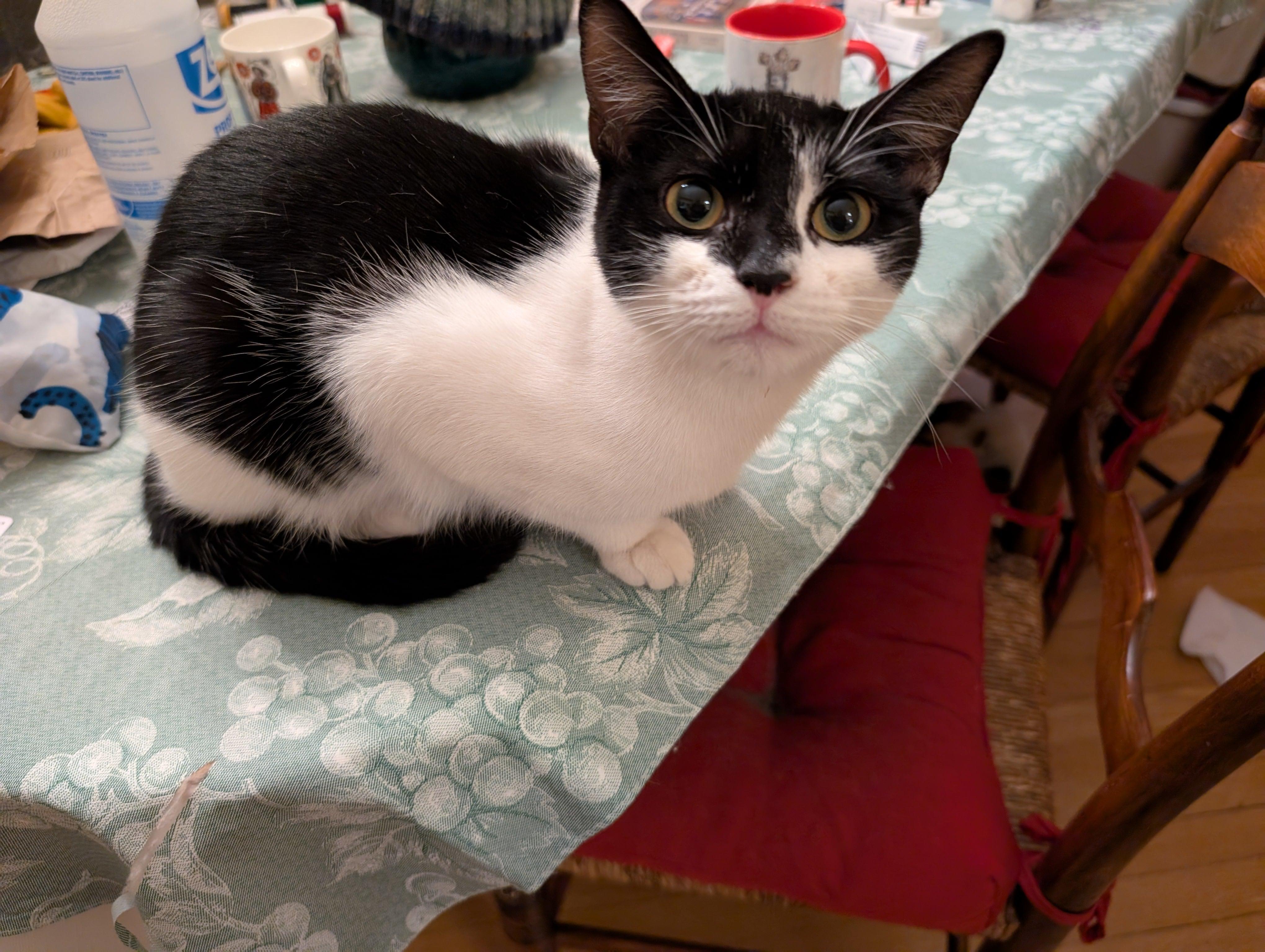 Nellie, Young Male Domestic Short Hair
