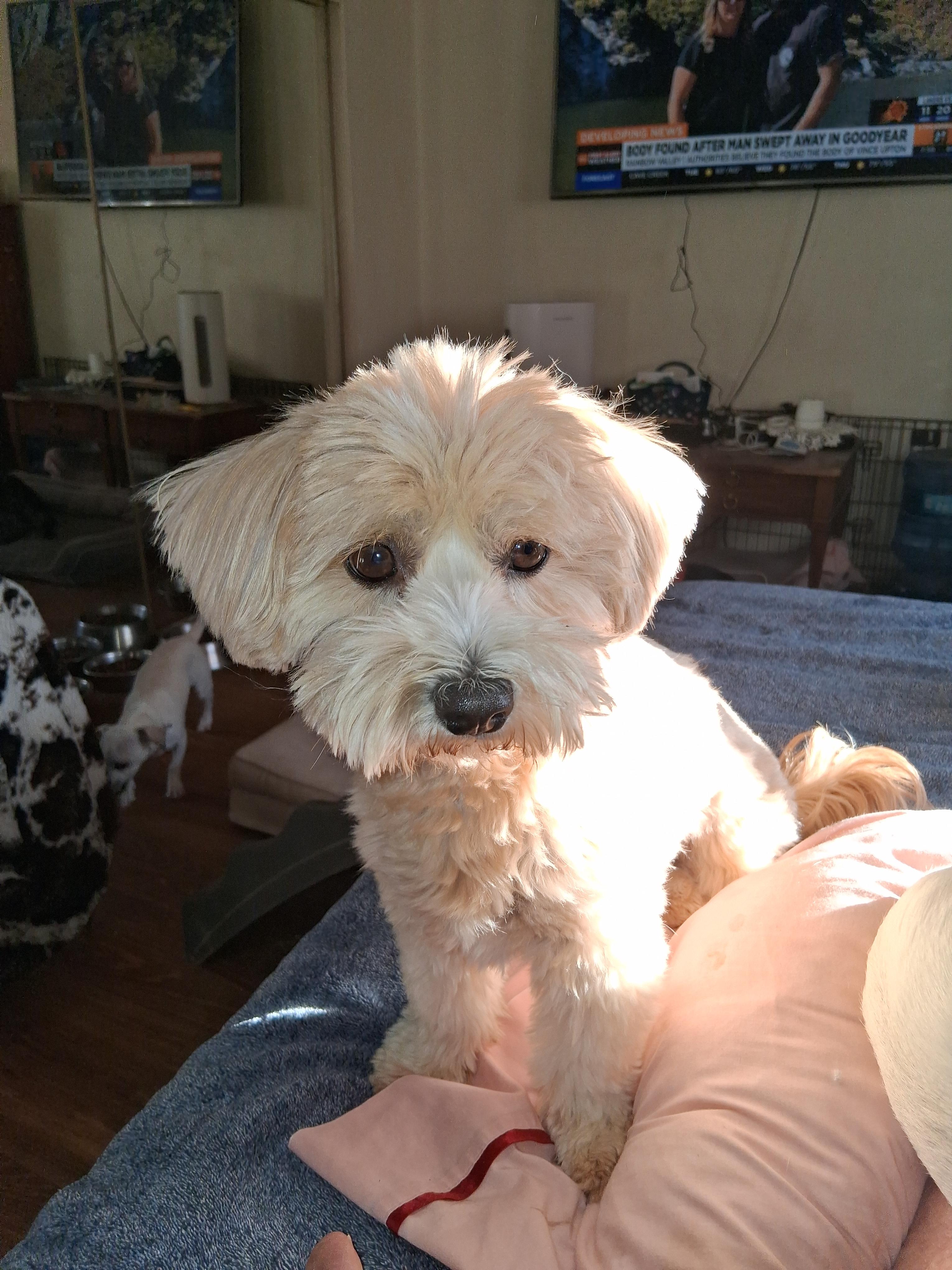 Pibbles, adopted, Adult Female Poodle & West Highland White Terrier / Westie.