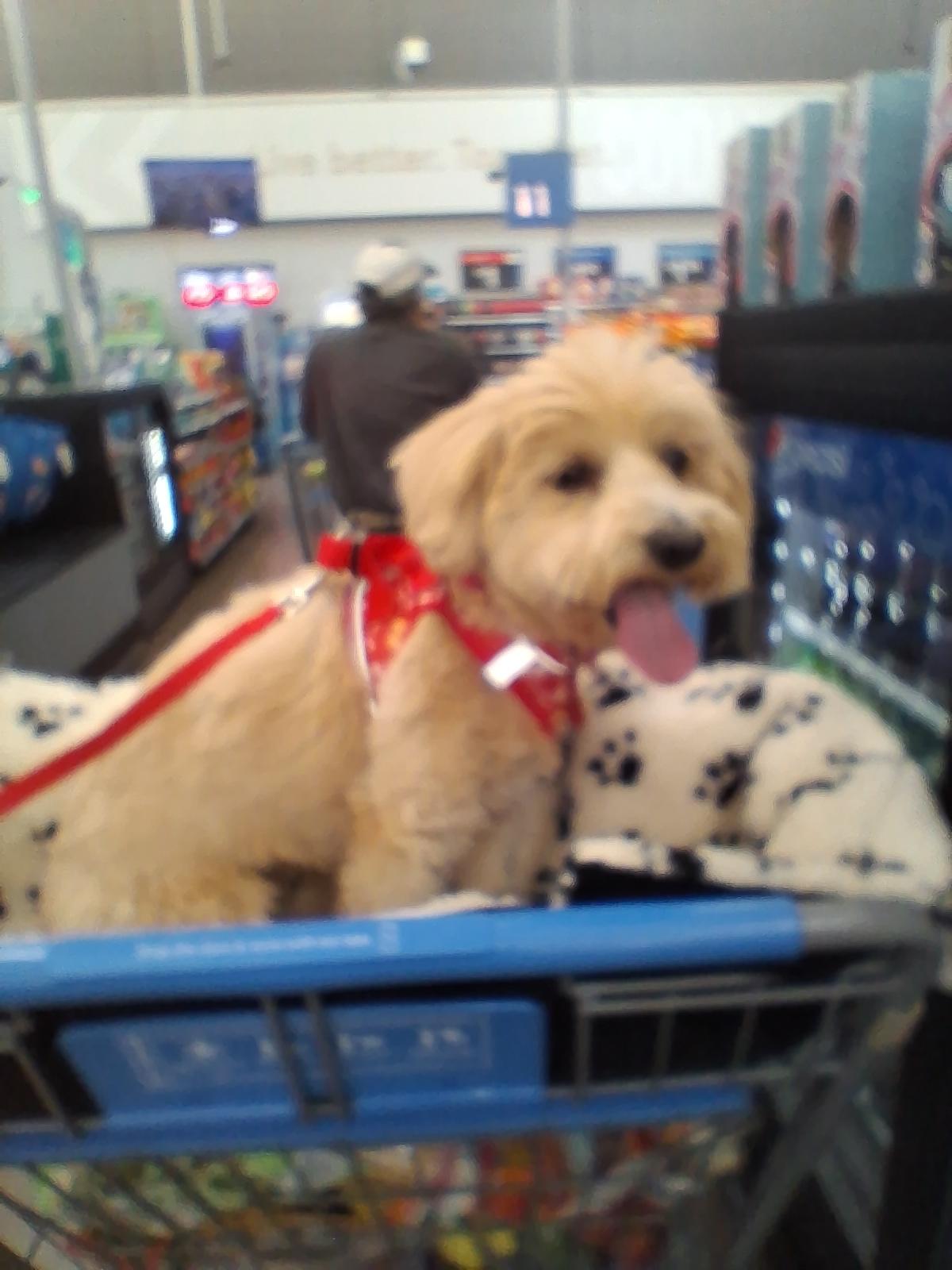 Pibbles, Adoptable, Adult Female Poodle & West Highland White Terrier / Westie.