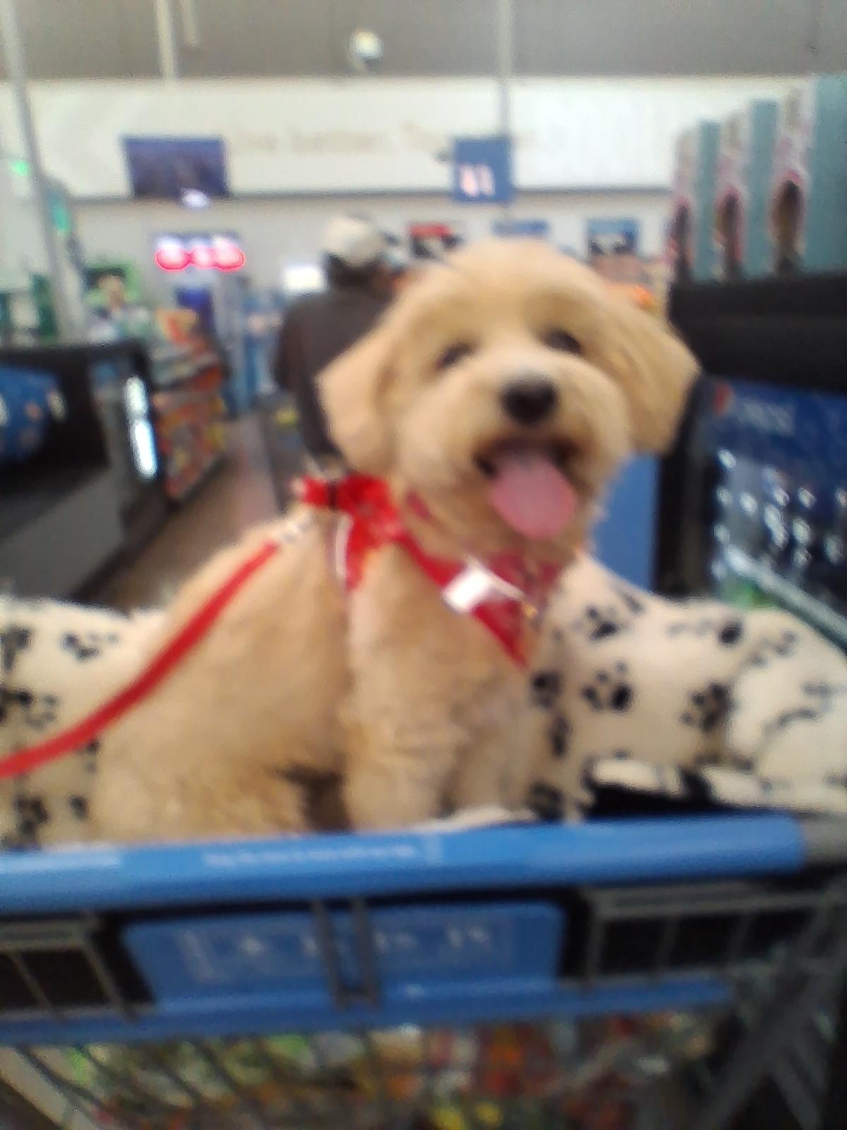 Enlarge Pibbles, a Adoptable mixed breed in Florence, AZ image 3/3